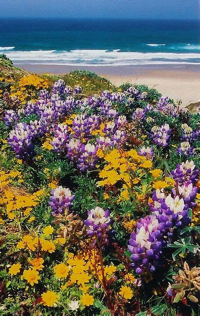 Kehoe Beach Wildflowers Wild Flowers Beautiful Flowers Flower Field