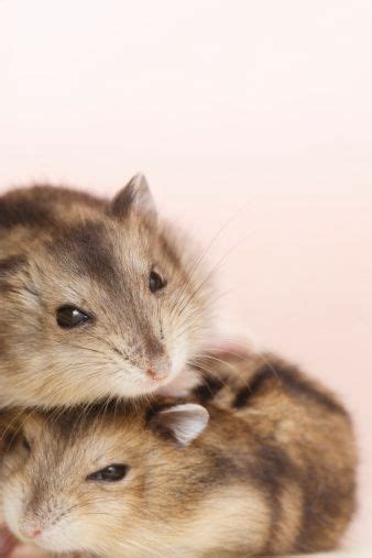 Two Dzhungarian Hamsters Close Up Studio Shot Cute Hamsters