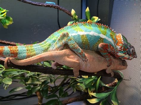 How To Breed Panther Chameleons