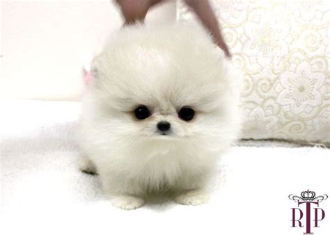 Pomeranian Puppy Ugly
