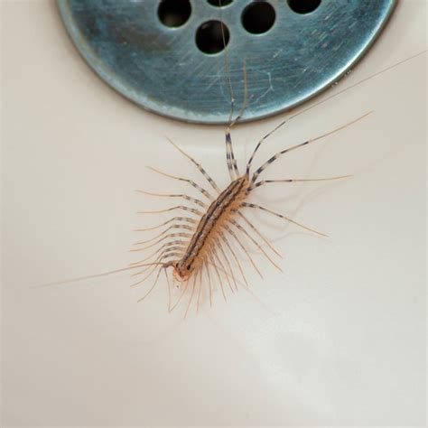 How To Get Rid Of Bugs In House A Guide For New Homeowners