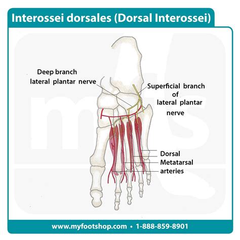 Dorsal Interossei Muscles Lower Extremity Anatomy