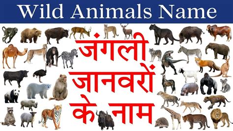 Top 152 Animals Name And Pictures In Hindi