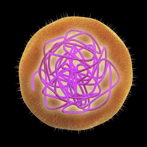 Rubella German Measles Virus Photograph By Alfred Pasieka Fine Art