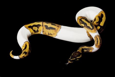 63 Stunning Ball Python Morphs Our Favorite Types
