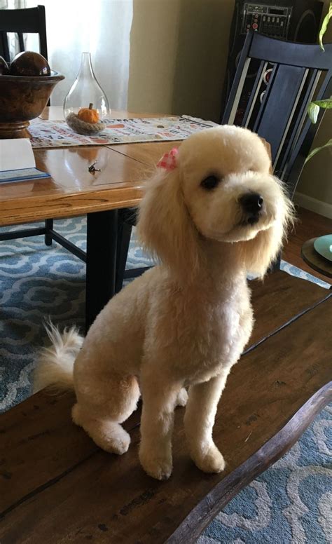 Pin By Sonia Ramos On Holly The Champagne Toy Poodle Toy Poodle