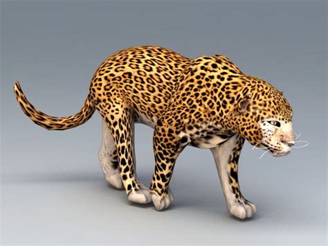 African Leopard 3d Model 3ds Max Files Free Download Modeling 45083