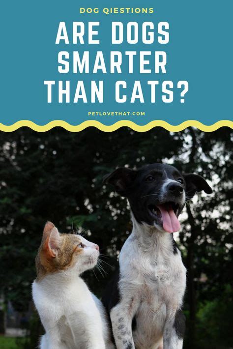 Are Dogs Smarter Than Cats Dogs Pets Pets Cats