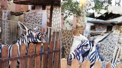 Zoo In Cairo Paints Donkeys Black And White To Pass Them Off As Zebras