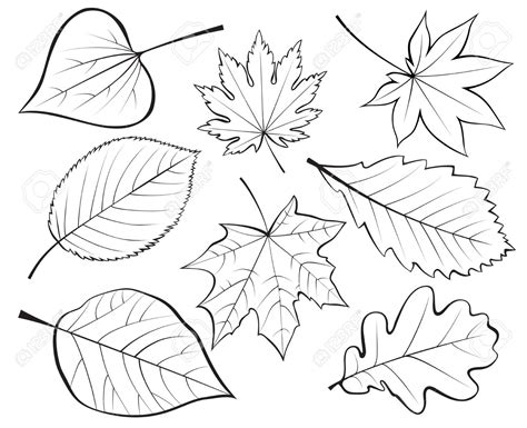 Line Drawing Of Leaves At Getdrawings Free Download