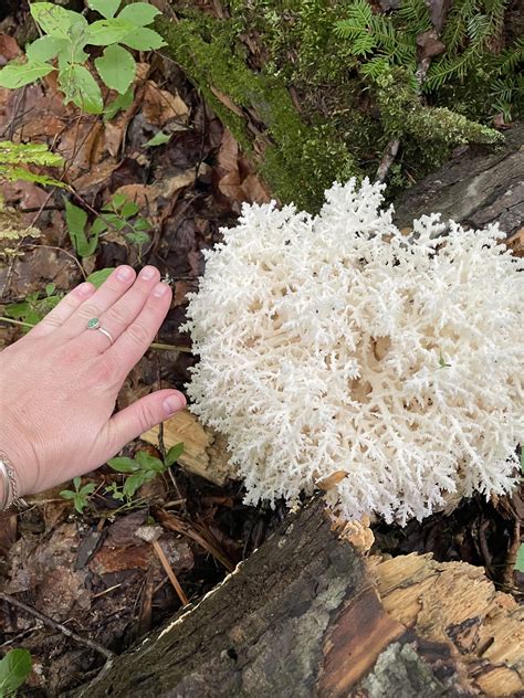 I Have To Show Off This Incredible Coral Tooth Fungus Found In Vt