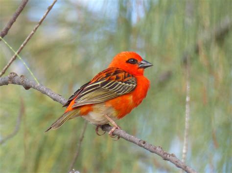 Red Cardinalbranchmauritiusfree Pictures Free Photos Free Image