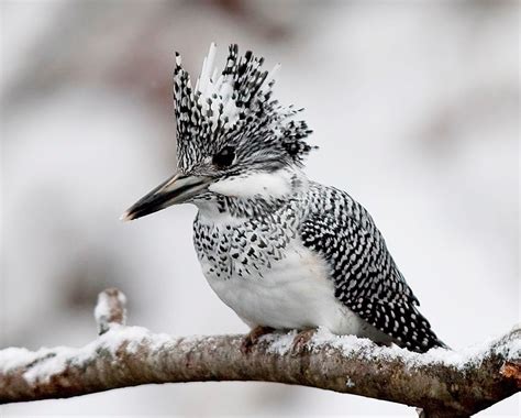 Typhlonectes A Female And Male Crested Kingfisher Megaceryle