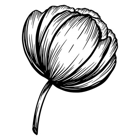 Hand Drawn Peony Flower Isolated On White Vector Illustration In