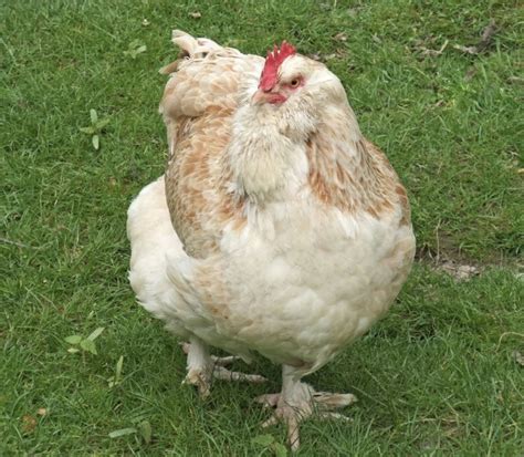 13 races de poules célèbres qui pondent des œufs colorés Le guide de