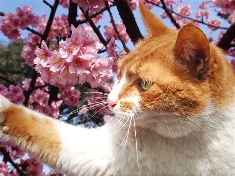 Sakura Cat Touching The Flowers Tanakawho Flickr