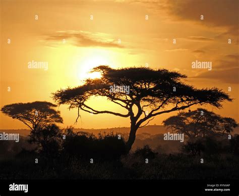 Golden Sunset Over Iconic Acacia Trees And Glowing Grassland Of East