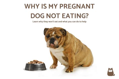 What Do I Do If My Puppy Wont Eat