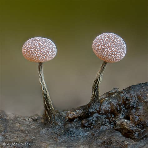 Fantastic Macro Photos Reveal The Microscopic World Of Mushrooms And