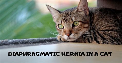 Diaphragmatic Hernia In A Cat Veterinary Surgery Video