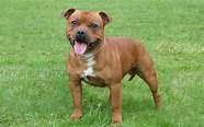 The Staffordshire Bull Terrier: a courageous, loving family companion ...
