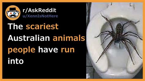 5 Scariest Animals Found In Australia Youtube Otosection