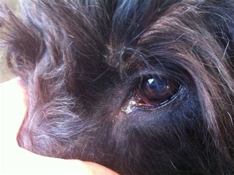 My Dog Has Green Mucus In The Inside Corners Of His Eyes