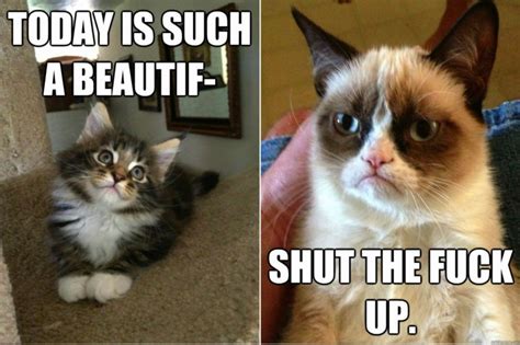 1440x960 Px Cat Funny Grumpy Humor Meme Quote Sadic High Quality
