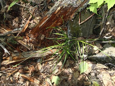 Carex Communis Fibrous Root Sedge Minnesota Wildflowers