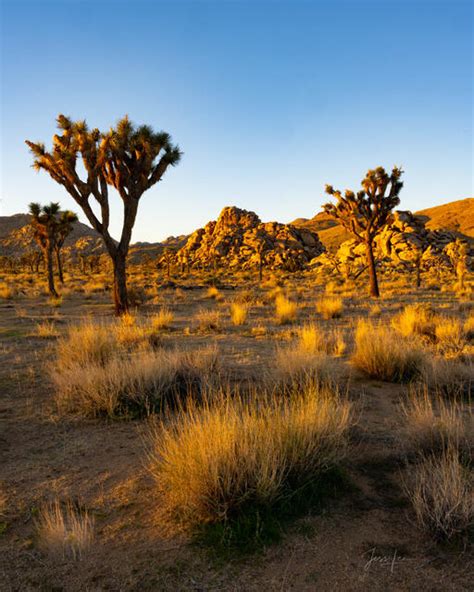 Best Joshua Tree National Park Photography Locations To Create Great