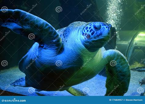 Green Sea Turtle In Aqauarium Stock Image Image Of Ducks Mysterious