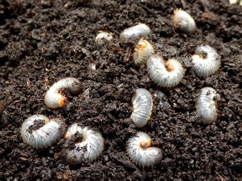 Lawn Grubs How And When To Kill Them Artofit
