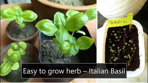 How To Grow Basil From Seeds Easy To Grow Herb Italian Basil Youtube