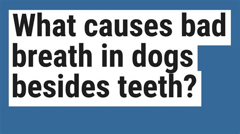 So we seem to have a lot of the would you date someone who/with threads, so i guess i'll add mine. What causes bad breath in dogs besides teeth? - YouTube