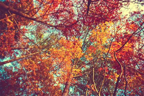 Desktop Wallpaper Autumn Leaves 65 Images