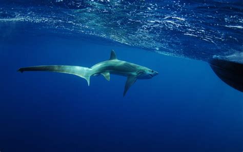 Thresher Shark Facts Habitat And Behavior American Oceans