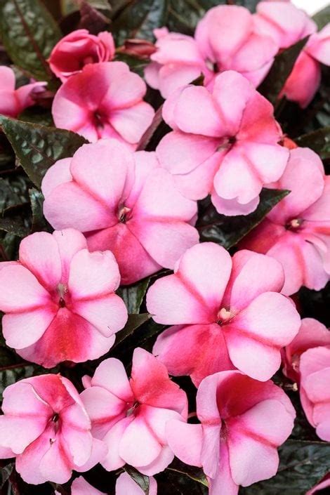 Impatiens How To Grow And Care For Impatiens Flowers Garden Design