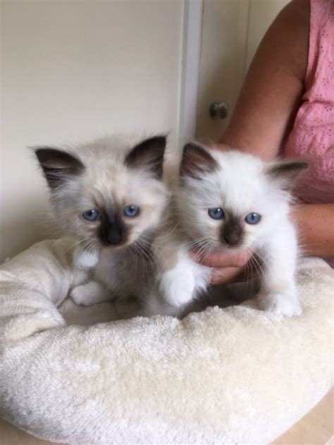 Beautiful Home Raised Birman Kittens For Sale Adoption In New Zealand