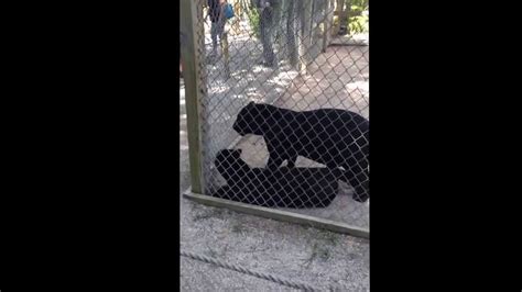 Jaguars Having Sex At A Wildlife Sanctuary Youtube