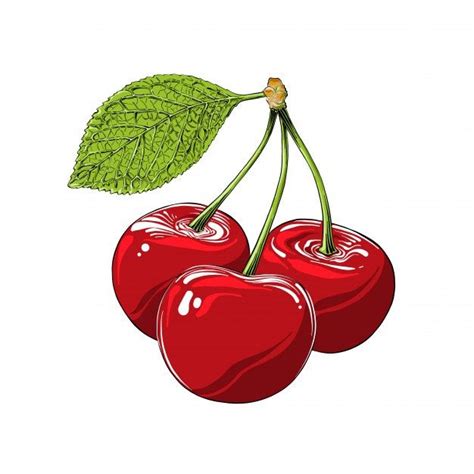 Premium Vector Hand Drawn Sketch Of Cherry In Color Isolated