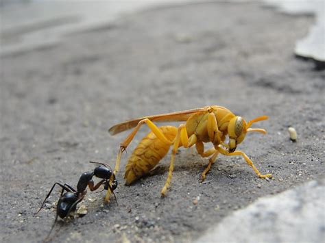 Insect Fight India Flickr Photo Sharing