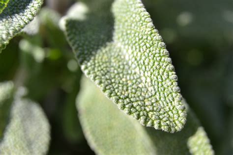 Salvia Officinalis Coltivazione E Cura Della Salvia Comune