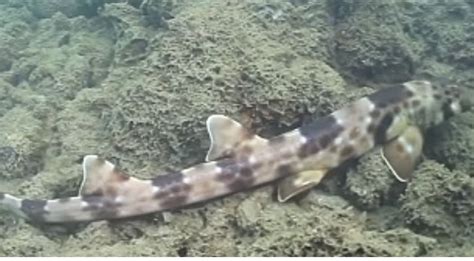 Sharks Have Evolved To Walk New Walking Shark Species Found Off