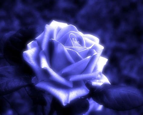 Enjoy and happy valentine's day everyone! Free Bing Background Wallpapers | Blue Rose, Flowers ...