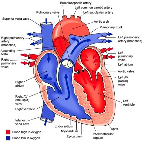 Which of the labeled layers in the diagram of the arterial wall is composed of a simple squamous epithelium, a basement membrane and a layer of. Heart. Structure of the Heart. Divisions of the Heart