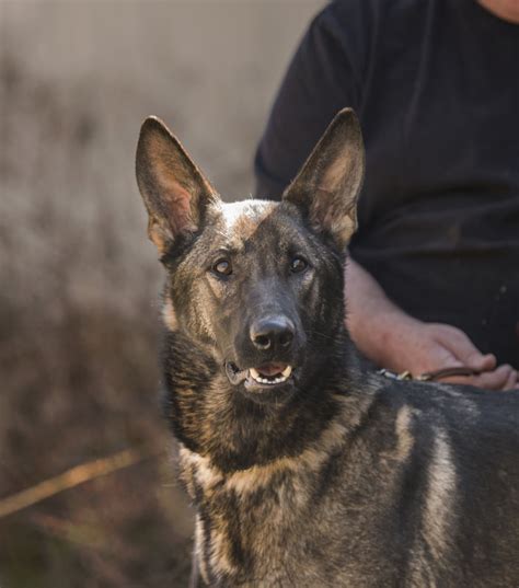 Find german shepherd dog puppies and breeders in your area and helpful german shepherd dog information. Jinx vom Golden Haus - Golden Haus K9 Ohio German Shepherd ...