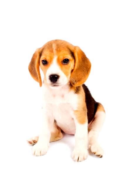 Lots of lemon beagles are born appearing to be almost completely white. Beagles for Sale: Pocket, Purebred, Lemon and Other - CT ...