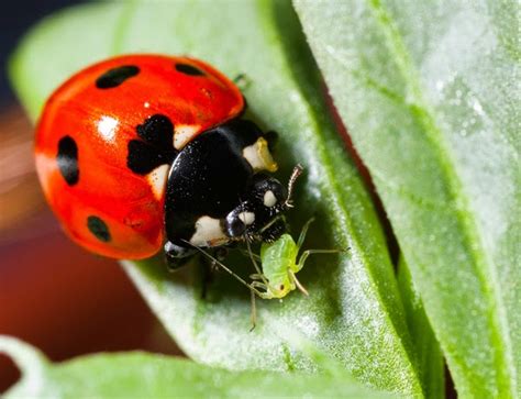 Selectiveonly kills the species it is supposed to. Permaculture Ideas: GUEST BLOGGER: MIKE BURNS - A Guide to ...