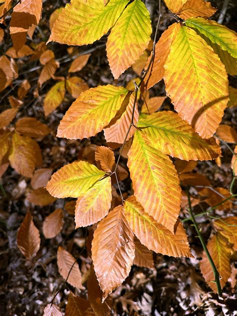 I Love Fagus Grandifolia Aka American Beech