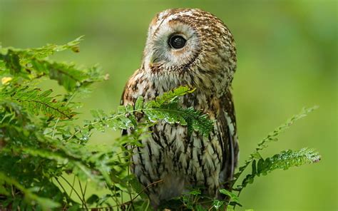 Free Download Hd Wallpaper Brown Owl Birds Predators Branches